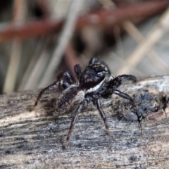 Jotus auripes at Bango, NSW - 2 Nov 2021