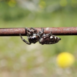 Sandalodes scopifer at Bango, NSW - 2 Nov 2021 02:29 PM