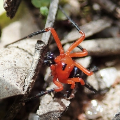 Nicodamus peregrinus (Common Red and black spider) at Bango, NSW - 2 Nov 2021 by CathB