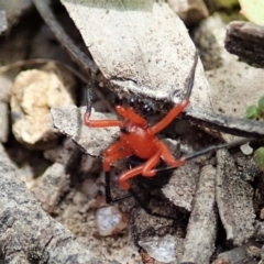 Nicodamus peregrinus at Bango, NSW - 2 Nov 2021 02:18 PM