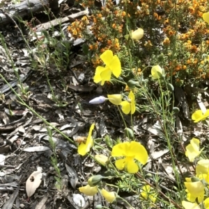 Gompholobium huegelii at Bruce, ACT - 3 Nov 2021