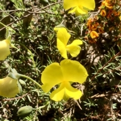 Gompholobium huegelii at Bruce, ACT - 3 Nov 2021