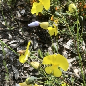 Gompholobium huegelii at Bruce, ACT - 3 Nov 2021