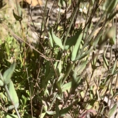 Hypericum gramineum (Small St Johns Wort) at Bruce, ACT - 2 Nov 2021 by goyenjudy