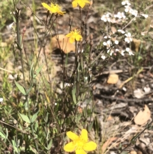 Hypericum gramineum at Bruce, ACT - 3 Nov 2021