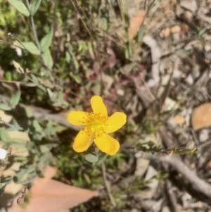 Hypericum gramineum at Bruce, ACT - 3 Nov 2021