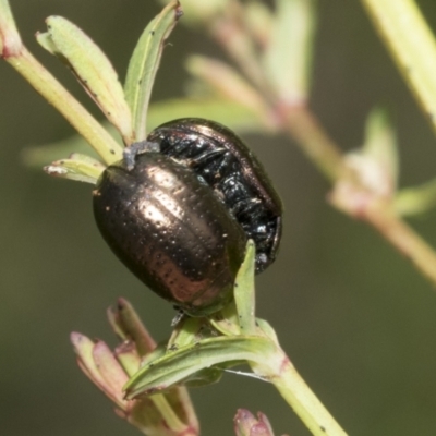 Chrysolina quadrigemina (Greater St Johns Wort beetle) at Campbell, ACT - 31 Oct 2021 by AlisonMilton