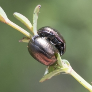 Chrysolina quadrigemina at Campbell, ACT - 1 Nov 2021