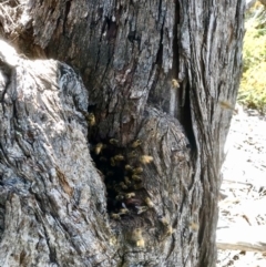 Apis mellifera (European honey bee) at Bruce, ACT - 2 Nov 2021 by goyenjudy