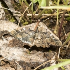 Nacoleia rhoeoalis (Spilomelinae) at Campbell, ACT - 31 Oct 2021 by AlisonMilton