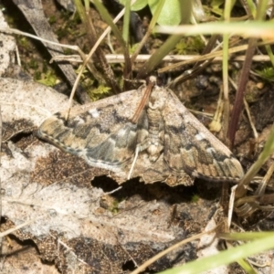 Nacoleia rhoeoalis at Campbell, ACT - 1 Nov 2021