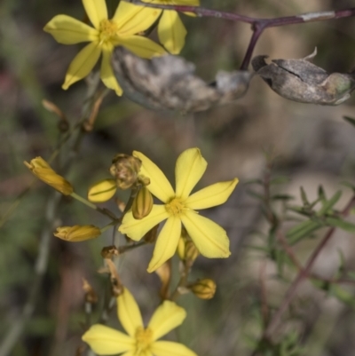 Bulbine sp. at Pialligo, ACT - 1 Nov 2021 by AlisonMilton