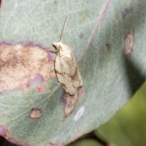 Merophyas (genus) at Campbell, ACT - 1 Nov 2021