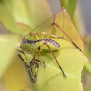 Caedicia sp. (genus) at Pialligo, ACT - 1 Nov 2021