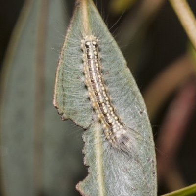 Uraba sp. (maybe Uraba deplanana) at Campbell, ACT - 31 Oct 2021 by AlisonMilton