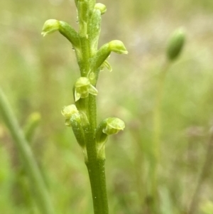 Microtis unifolia at Stromlo, ACT - 4 Nov 2021