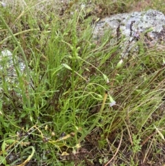 Microtis unifolia at Stromlo, ACT - 4 Nov 2021