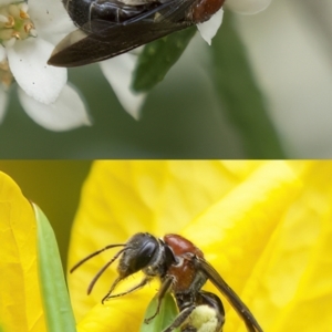 Lasioglossum (Callalictus) callomelittinum at Molonglo Valley, ACT - 4 Oct 2021