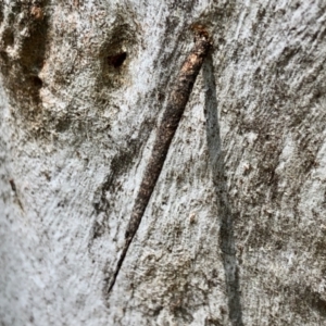 Psychidae (family) IMMATURE at Aranda, ACT - 3 Nov 2021