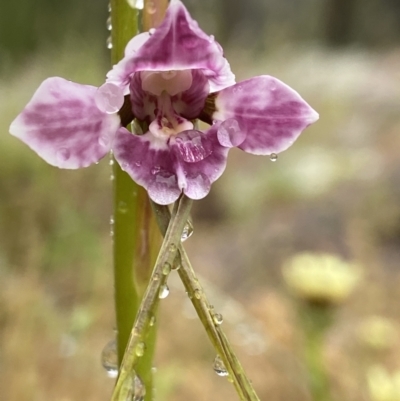 Diuris dendrobioides (Late Mauve Doubletail) at Stromlo, ACT by AJB