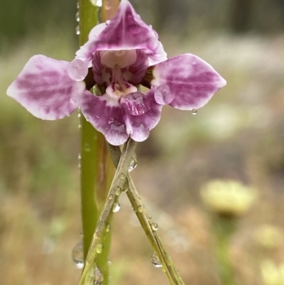 Diuris dendrobioides (Late Mauve Doubletail) at Stromlo, ACT - 4 Nov 2021 by AJB