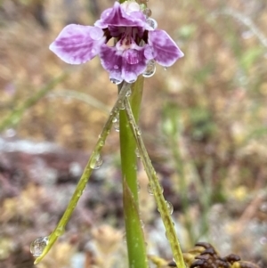 Diuris dendrobioides at suppressed - suppressed