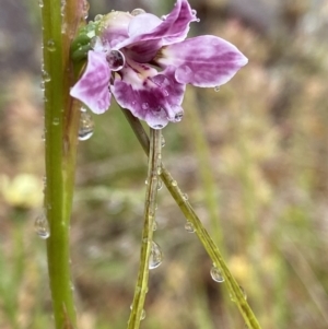 Diuris dendrobioides at suppressed - suppressed