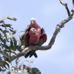 Eolophus roseicapilla at Pialligo, ACT - 1 Nov 2021