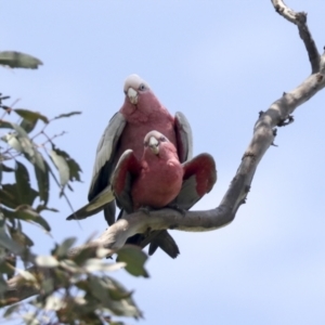 Eolophus roseicapilla at Pialligo, ACT - 1 Nov 2021