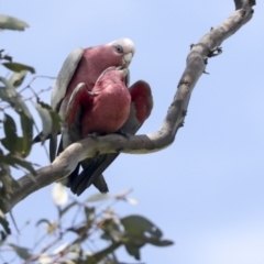 Eolophus roseicapilla at Pialligo, ACT - 1 Nov 2021