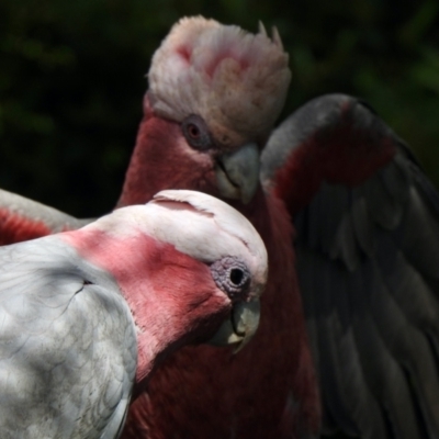 Eolophus roseicapilla (Galah) at Aranda, ACT - 2 Nov 2021 by KMcCue