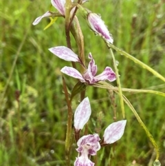 Diuris dendrobioides (Late Mauve Doubletail) at Stromlo, ACT by AJB