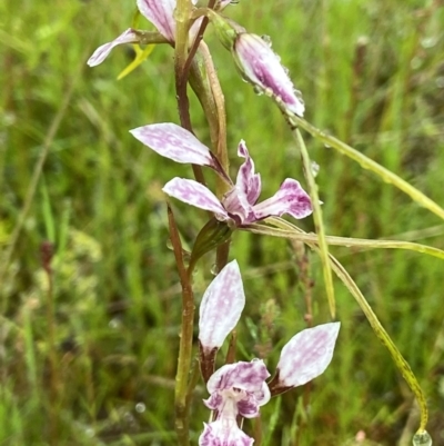 Diuris dendrobioides (Late Mauve Doubletail) at Stromlo, ACT by AJB