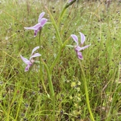 Diuris dendrobioides at suppressed - suppressed