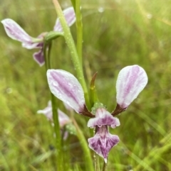 Diuris dendrobioides at suppressed - suppressed