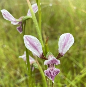 Diuris dendrobioides at suppressed - suppressed