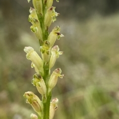 Microtis unifolia (Common Onion Orchid) at Stromlo, ACT - 4 Nov 2021 by AJB