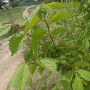 Ulmus procera at Dunlop, ACT - 3 Nov 2021