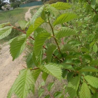 Ulmus procera (English Elm) at Dunlop, ACT - 3 Nov 2021 by johnpugh