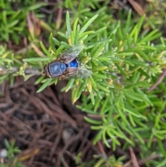 Calliphora vicina (European bluebottle) at Thurgoona, NSW - 4 Nov 2021 by ChrisAllen