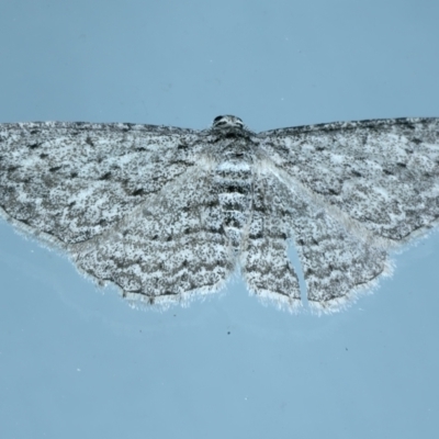 Phelotis cognata (Long-fringed Bark Moth) at Ainslie, ACT - 1 Nov 2021 by jb2602