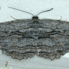 Scioglyptis chionomera (Grey Patch Bark Moth) at Ainslie, ACT - 1 Nov 2021 by jb2602