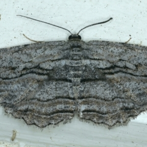 Scioglyptis chionomera at Ainslie, ACT - 1 Nov 2021