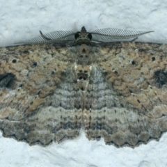 Xanthorhoe anaspila (Dark-patch Carpet) at Ainslie, ACT - 1 Nov 2021 by jb2602