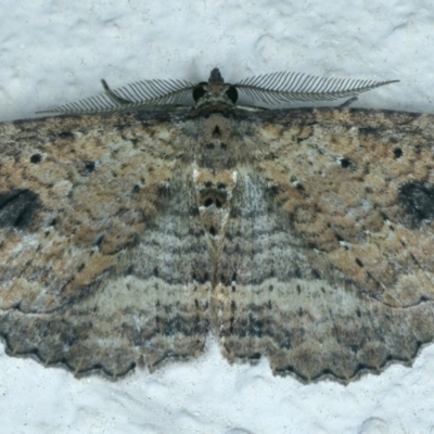 Xanthorhoe anaspila (Dark-patch Carpet) at Ainslie, ACT - 1 Nov 2021 by jb2602