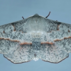 Antictenia punctunculus (A geometer moth) at Ainslie, ACT - 1 Nov 2021 by jbromilow50