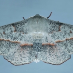 Antictenia punctunculus (A geometer moth) at Ainslie, ACT - 1 Nov 2021 by jb2602