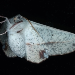 Antictenia punctunculus at Ainslie, ACT - 1 Nov 2021 11:17 PM