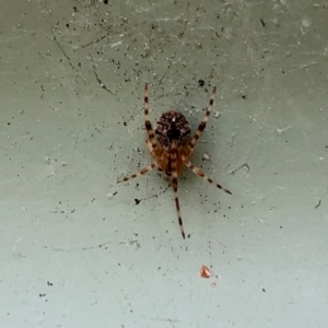 Cryptachaea veruculata at Aranda, ACT - 3 Nov 2021