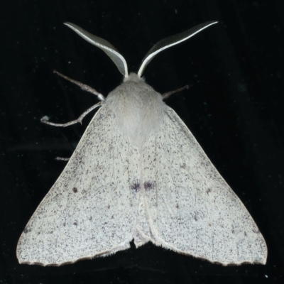 Arhodia lasiocamparia (Pink Arhodia (Oenochrominae)) at Ainslie, ACT - 1 Nov 2021 by jb2602